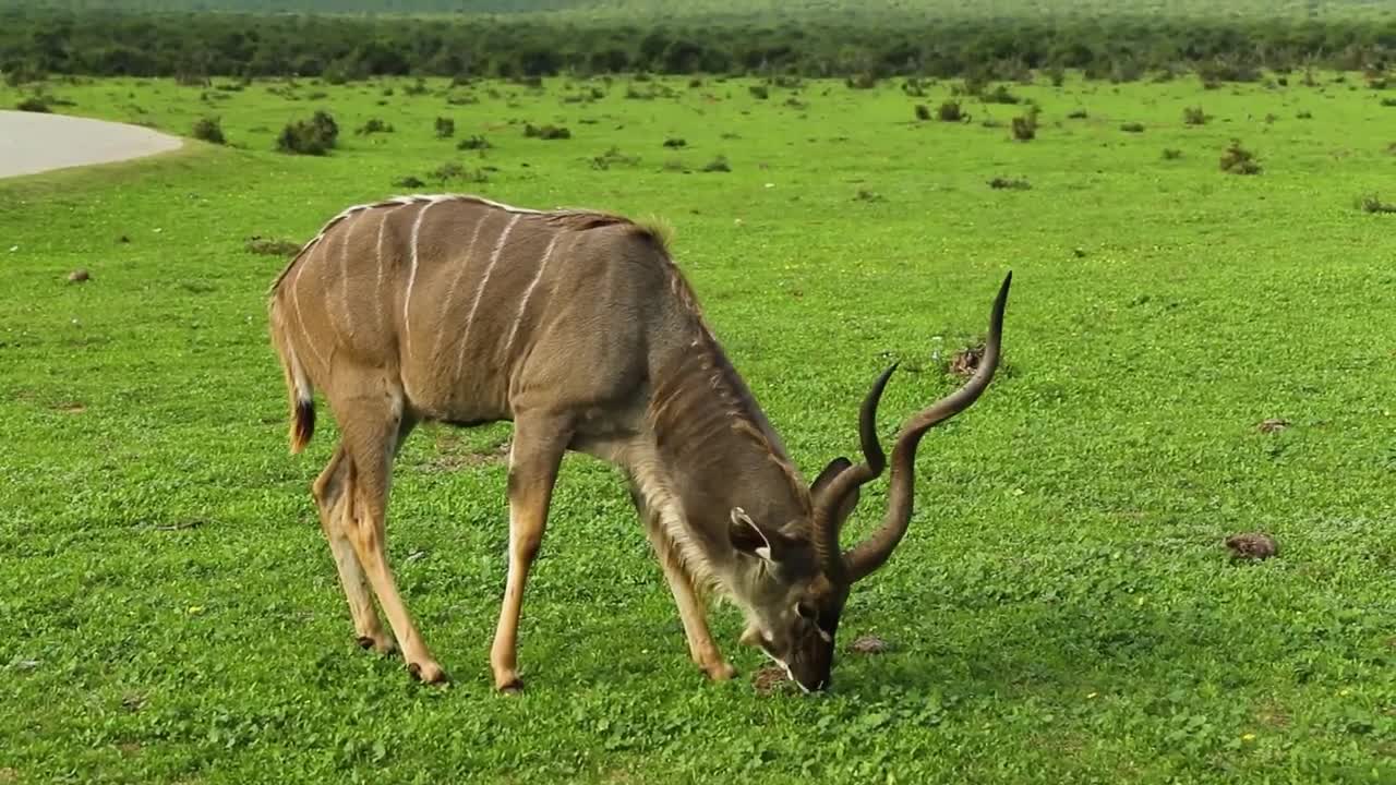 Relaxing Wild Animals Videos Compilation #1