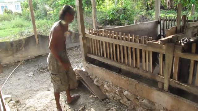 A man inject vaccine to a piglet in a piggery