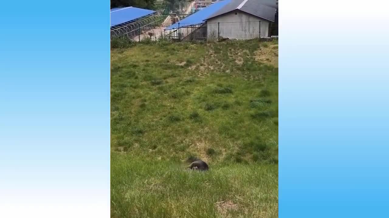 Cutest and Funniest Cat Videos!!! Try Not To Laugh!