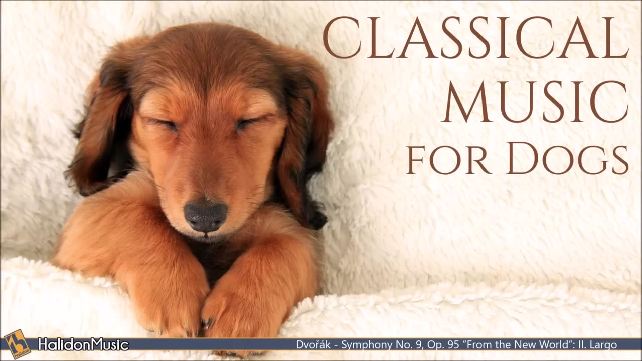 Classical Music for Dogs