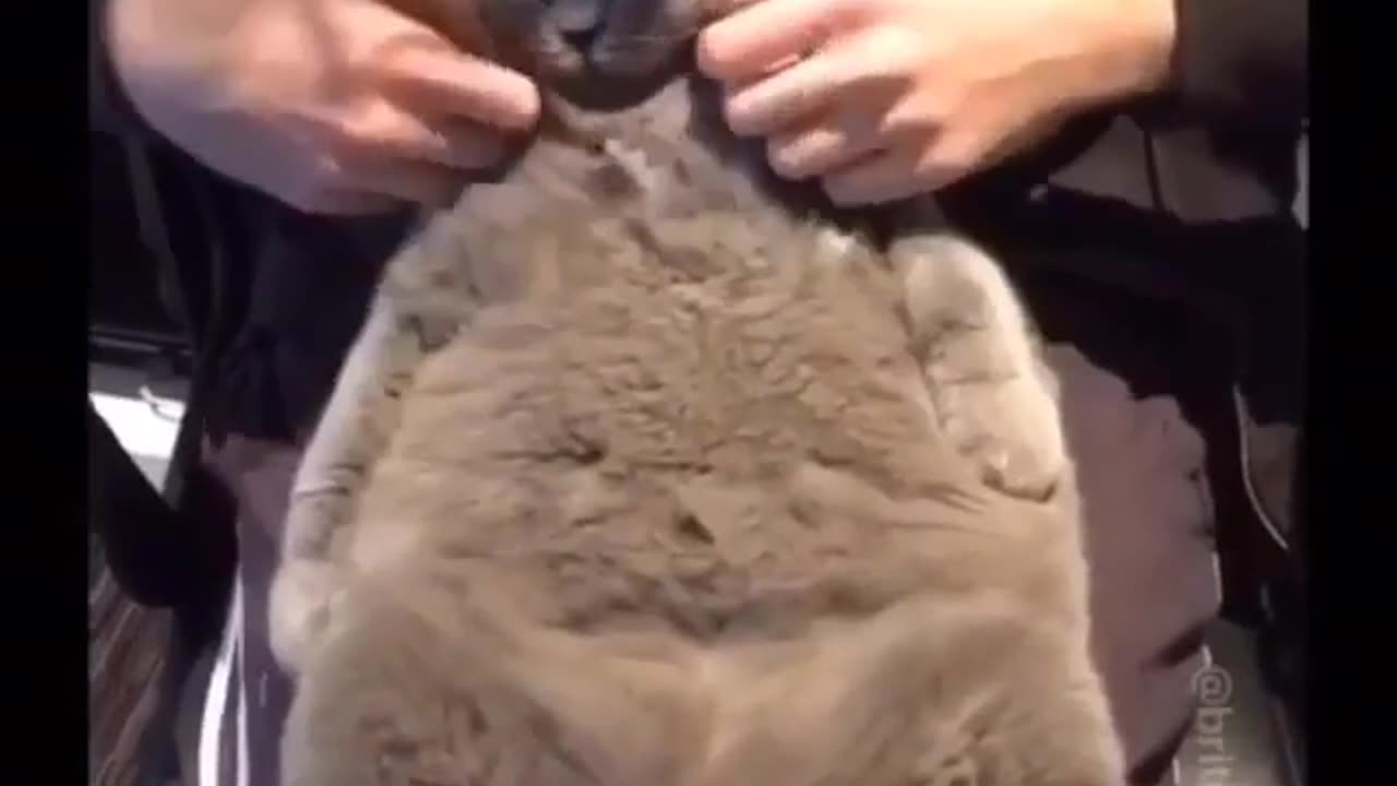 Cute obese cat face massage please!