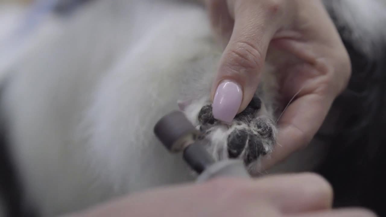 of woman cuts off nails of the small dog using special machine