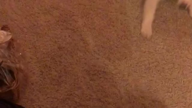 Black white spotted dog afraid of black circle on carpet