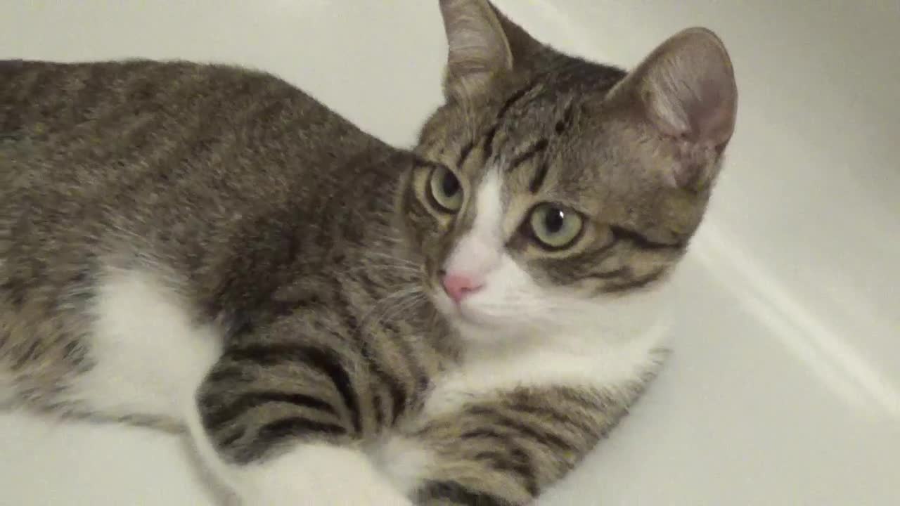 Small Cat Hides from the Heat in the Cool Bathtub