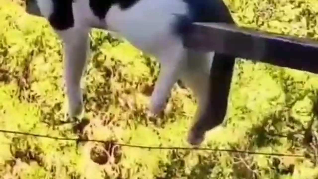 -Best Funny Animals Videos 2022 �� - Funniest Cat of 2022 �� #shorts #funny #cats-