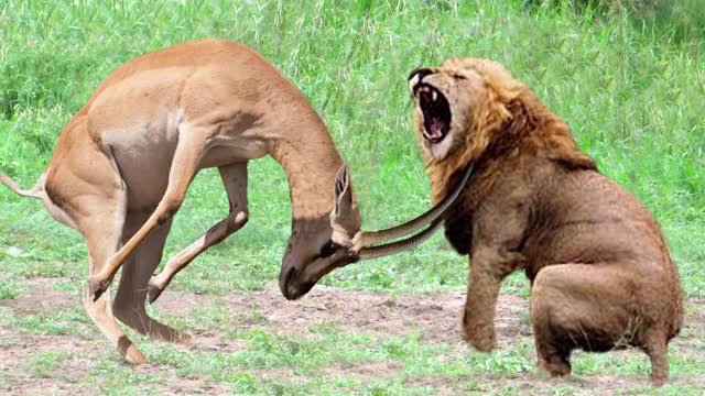 Strongest animals in Africa