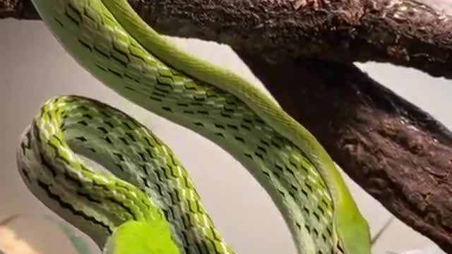 Most dangerous snake caught from wiled forest and he copied colour likre tree leafe