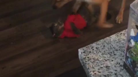 Cat fights with dog