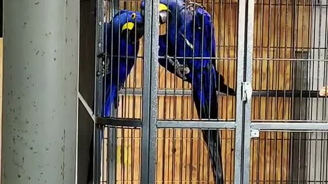 fyp#strawhatparrots