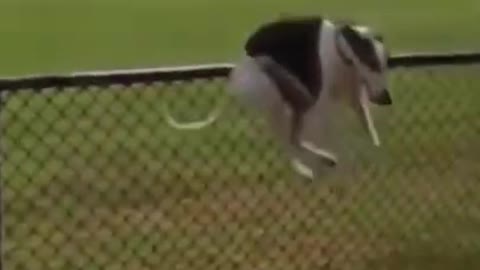 Super Funny Dog Videos From Tiktok!