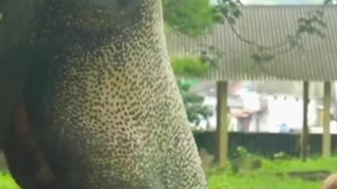 കീഴൂട്ട് വിശ്വനാഥൻ..