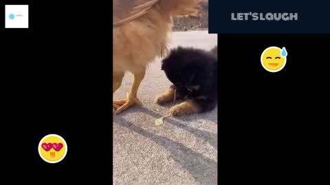 Let's Laugh All These Funny Pets