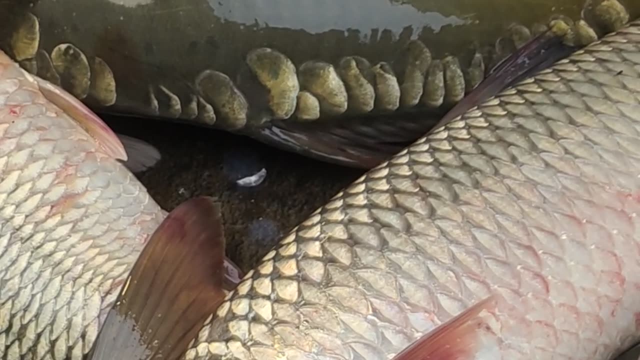 colorful Big Carp Fish Videi In Fish Market#shorts