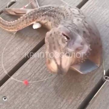 tentacle.mp4 ~ Cryptid Sea Creature Skinwalker Creepy Fish Sightings Unexplained Paranormal