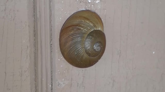 Caracol En La Pared / Snail On The Wall