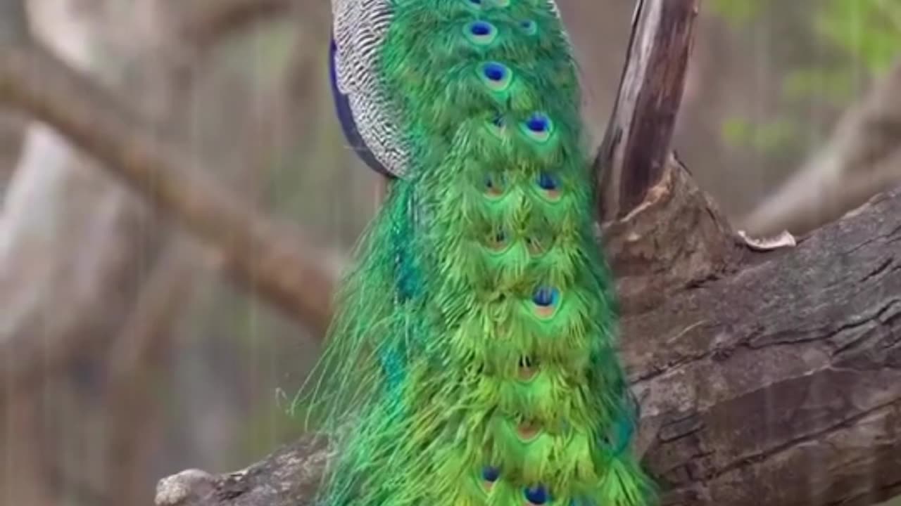 Peacock dancing in rain