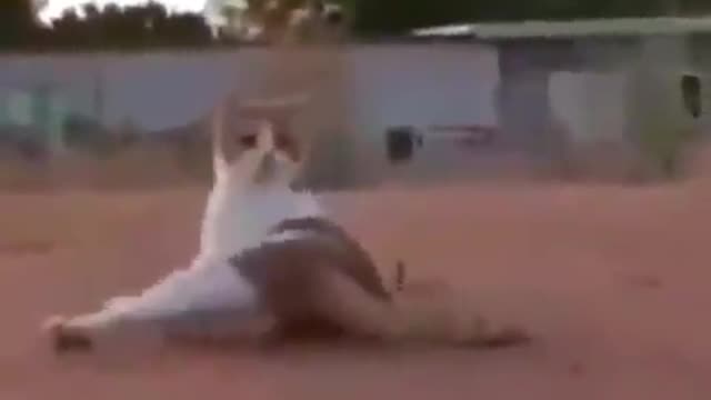 Funny accident cats 🤣🤣