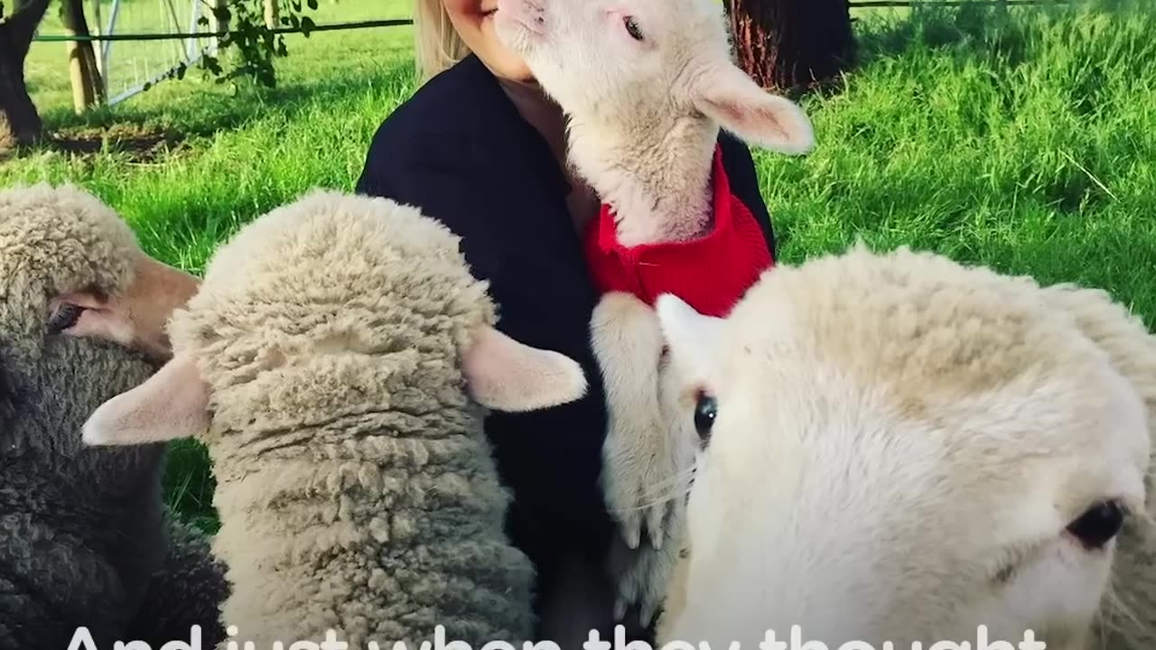 Rescue Lambs Love To Hop Around Their Parents' House | The Dodo