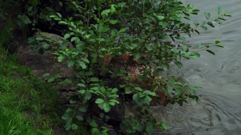 the brown bear is takng his shower