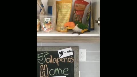 Parrot enjoying in kitchen's stuff with me.