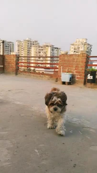 Dogss lover status.mo