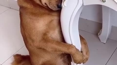 Dog That Will Make Your Day EP # 202 #shorts #Dogcompilation