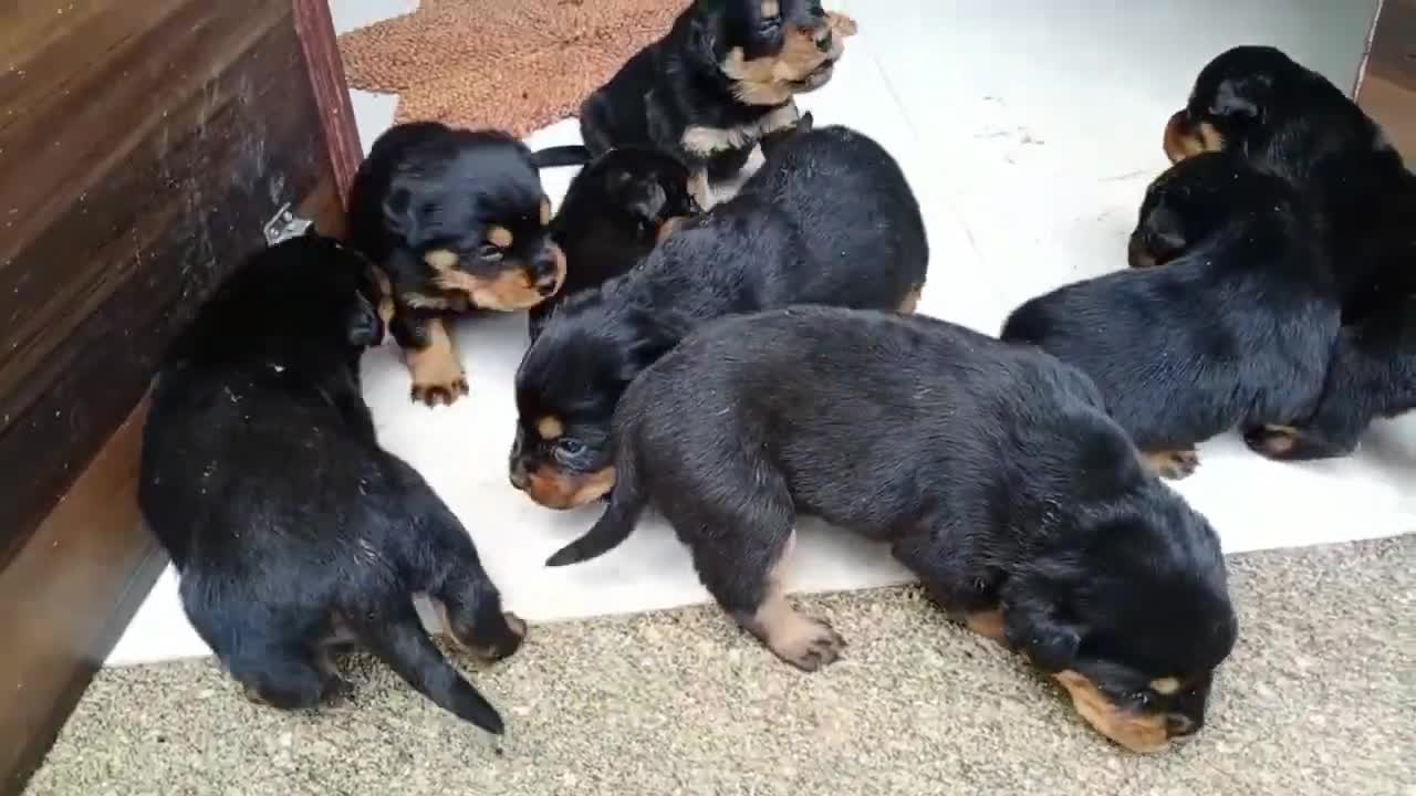 CUTEST ROTTWEILLER PUPPY'S