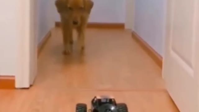 REMOTE CONTROL CAR VS DOG! 😂... // Try not to laugh 😂