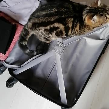 A Cat who wants to travel