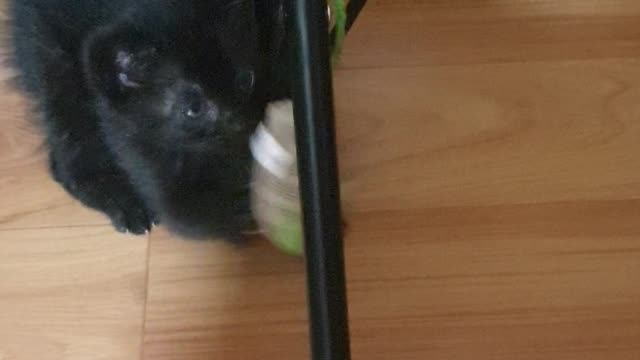 Baby cats play
