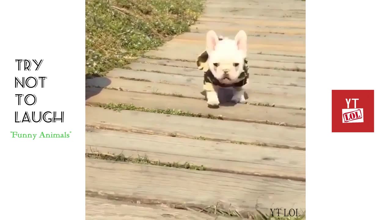 Try not to laugh - Best funny animal vine videos 2024