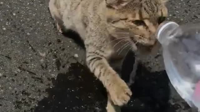 Cat in Fujairah Desert Valley in Hot Summer