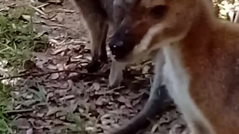 🦘🦘🦘Lauren, Rodger and Sistra 🥰🥰🥰