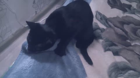 cat drunk video