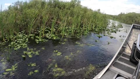 Swamp Boat ride: Florida Everglades