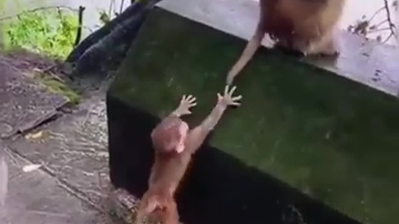 Funniest animal video😂😂