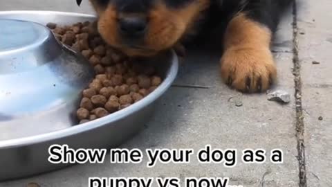 Cute animals funny videos