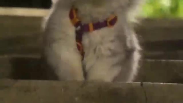The cutest little kitten in the Healing Department