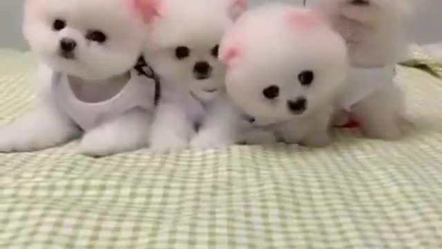 Pomeranian dog puppy |cutest breed in the world