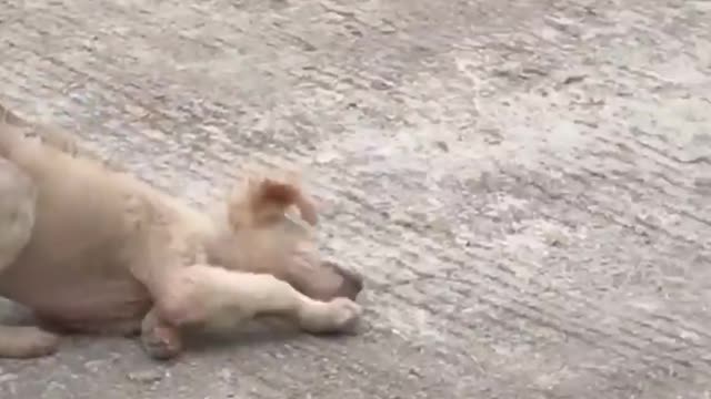 funny funny animals