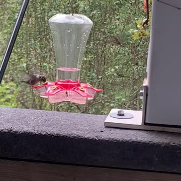 hummingbird checks out walking stick