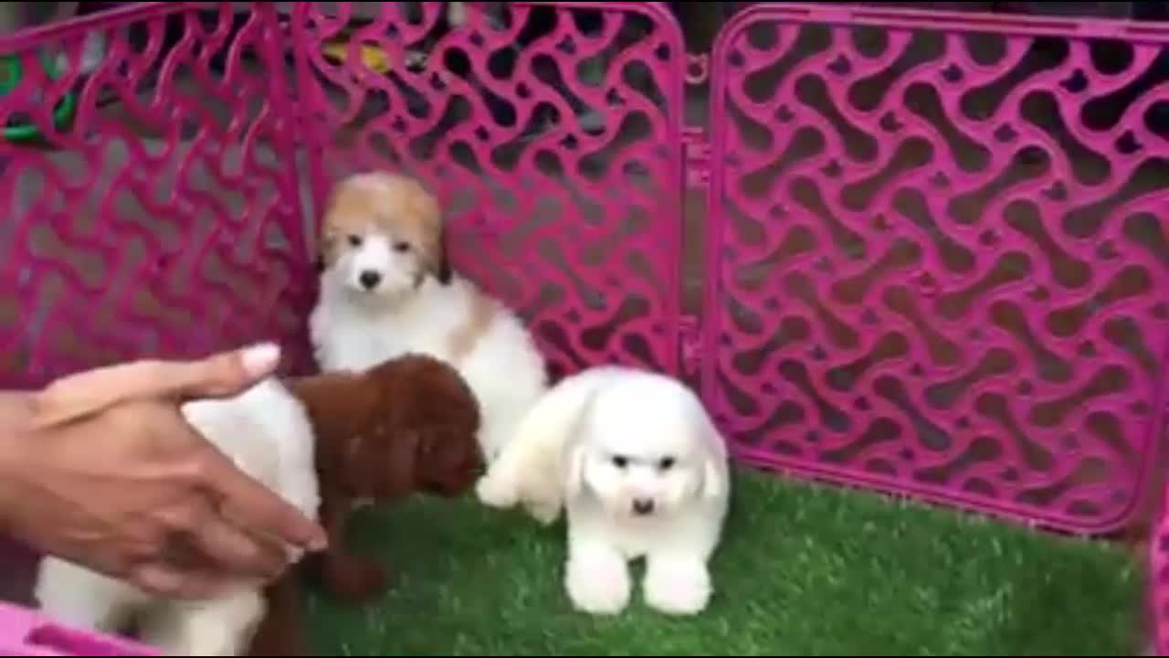 Four puppies are having fun - they are mischievous