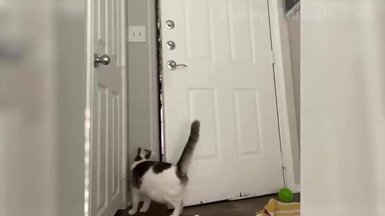 Funny Animal Videos 2022 π - Funniest Cats And Dogs Videos πΊπ