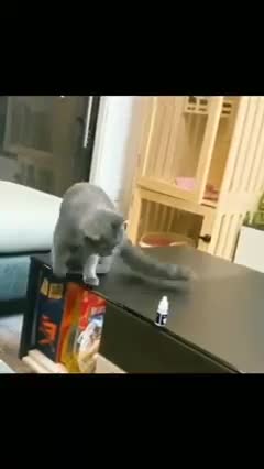 I TOLD MY CAT THAT I WOULD KILL HIM IN THE FRYING PAN THEN HE OBEYED ME