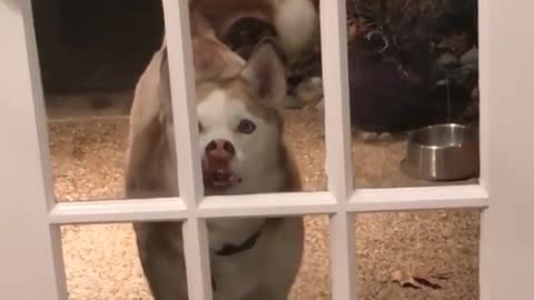 Dog presses mouth against window