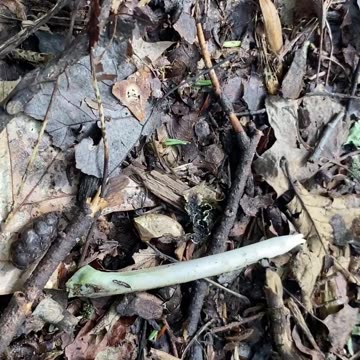 WHAT'S THE BONE FROM?