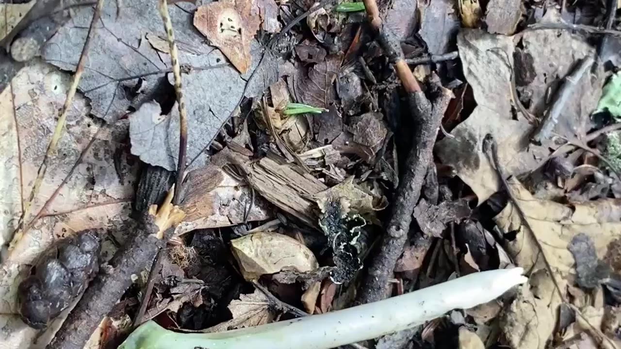 WHAT'S THE BONE FROM?