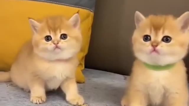 Super Cute Animals Cute cats and Funny dogs videos compilation