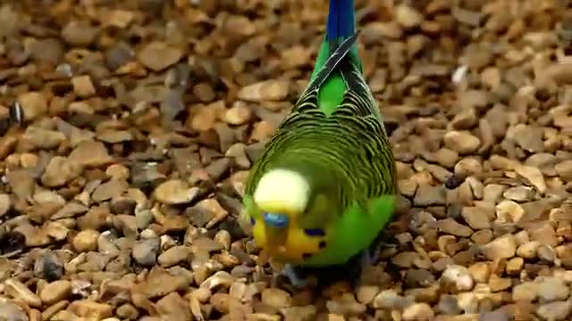 Cute Parrot is eating