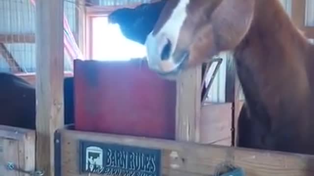 When Mom Came to see the Horse, she Never Expected to Find THIS on his Head